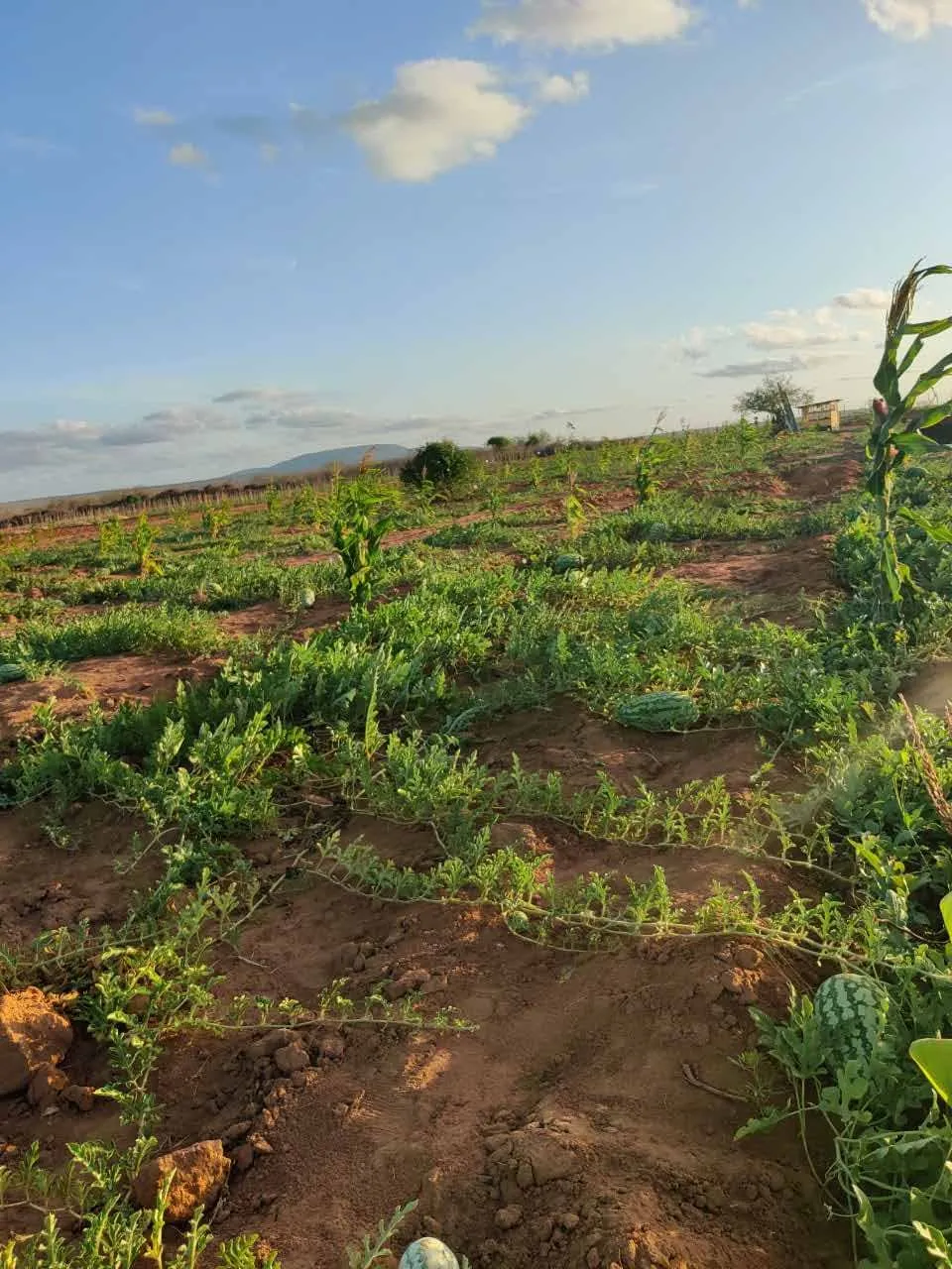 Crops growing on the land at Wezesha Acres